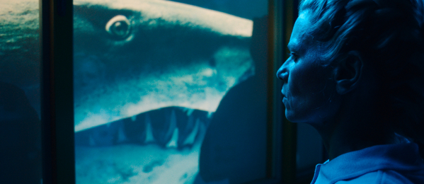 Year of the Shark?>